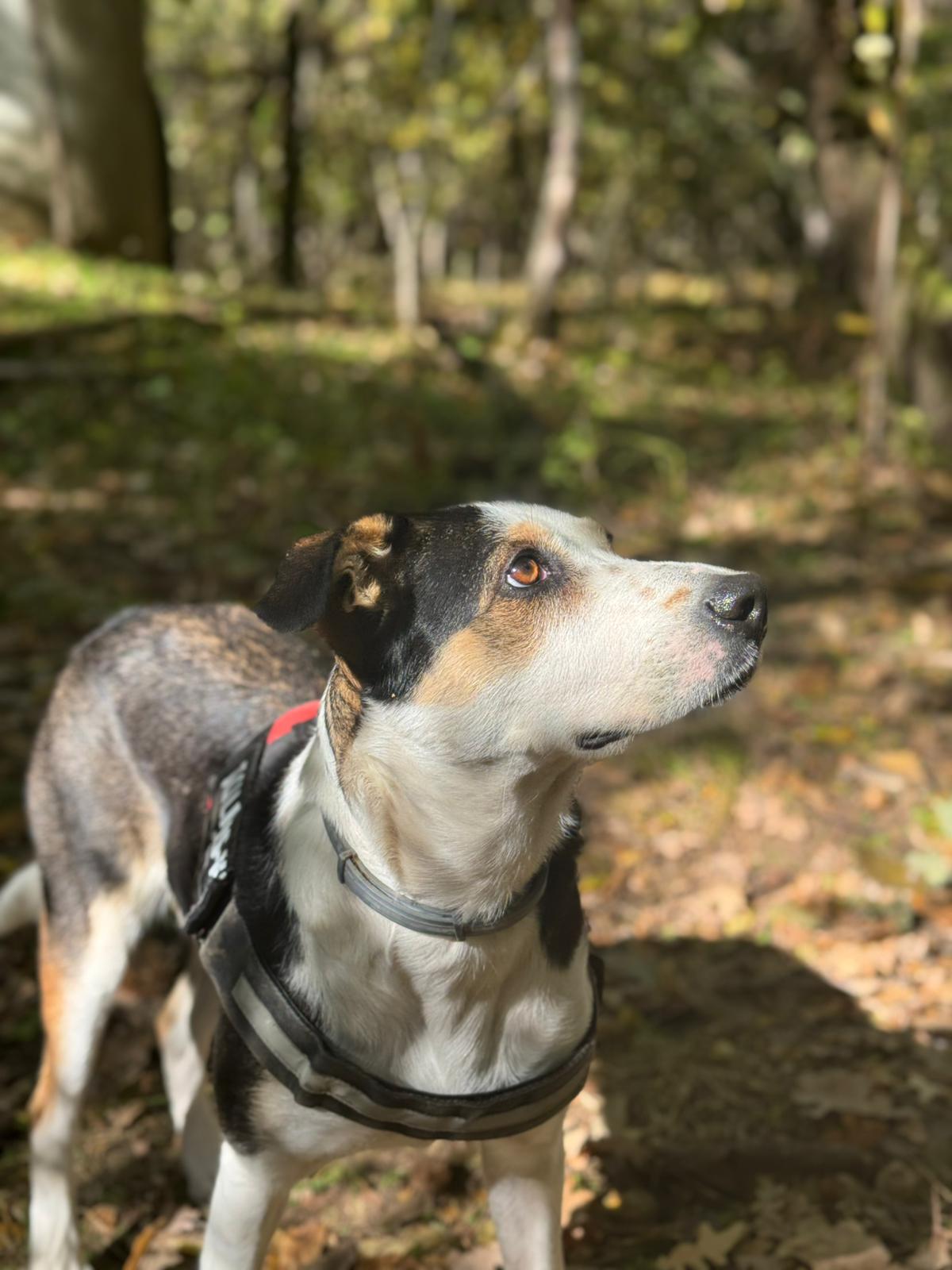 Țuța, mascota Efect Voluntar