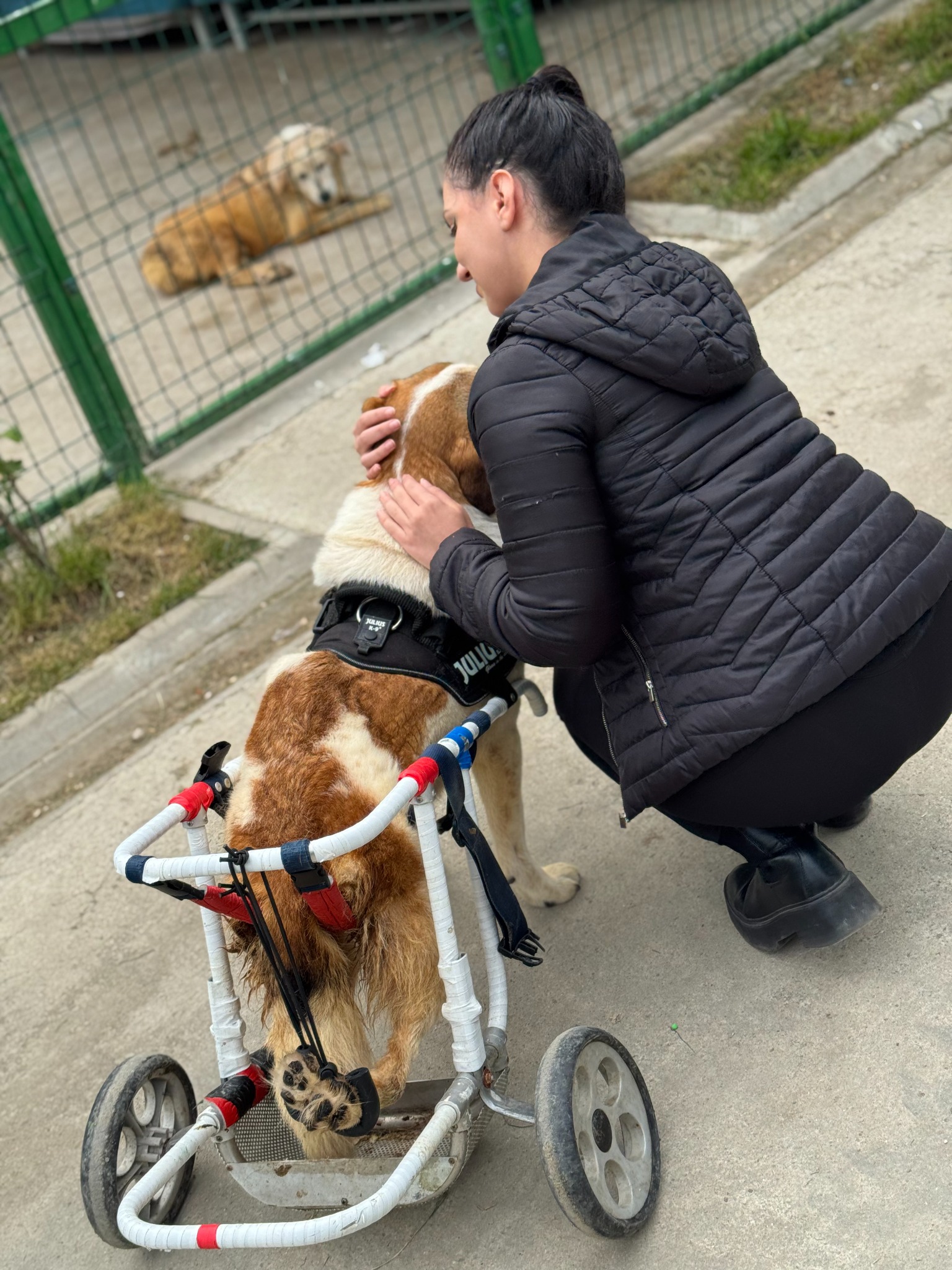 Câine cu dispozitiv de sprijin pentru mers, alături de o voluntară